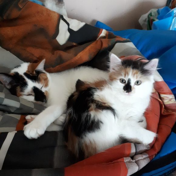 Meet your Posher, Jennifer - Picture 1 of 1